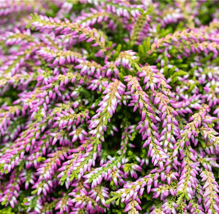 Knospenblüherheide Beauty Ladies