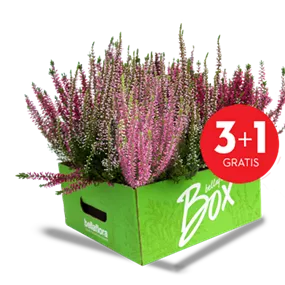 Calluna vulgaris Beauty Ladies einfärbig