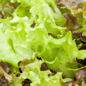 Lactuca sativa Trio Salate - Wintervitamine