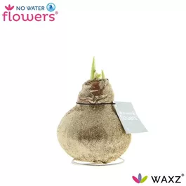 Hippeastrum Waxz Glitterz®