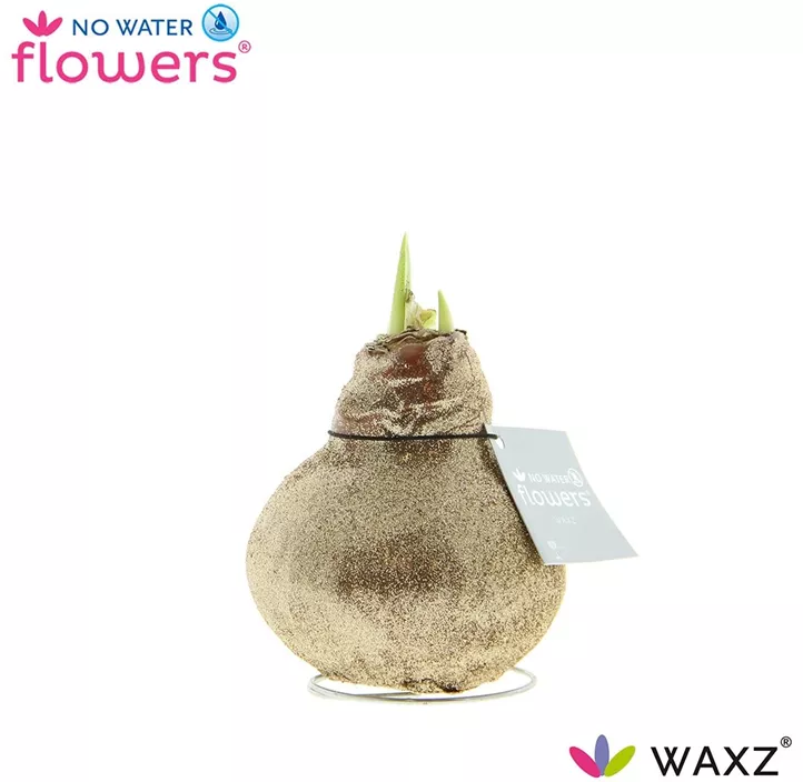 Amaryllis Waxz Glitterz®