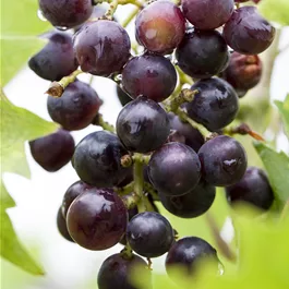 Vitis vinifera blau