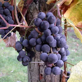 Vitis Pixie Cabernet Franc