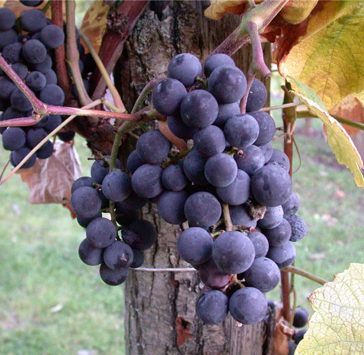 Weinrebe 'Cabernet Franc'