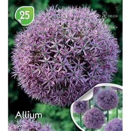 Allium extra lose