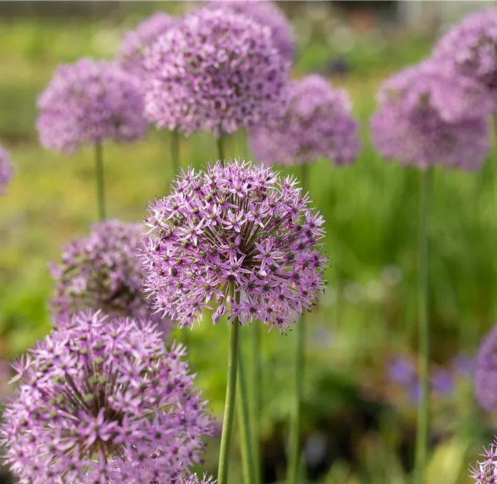 Garten-Kugel-Lauch 'Gladiator'