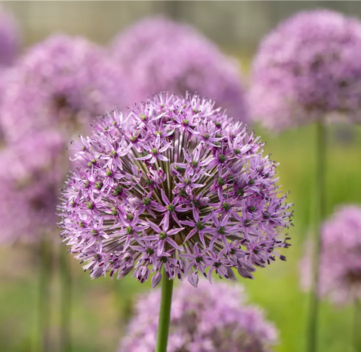 Garten-Kugel-Lauch 'Gladiator'