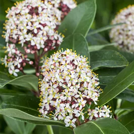 Skimmia japonica 'Delight'