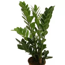 Zamioculcas zamifolia Midori