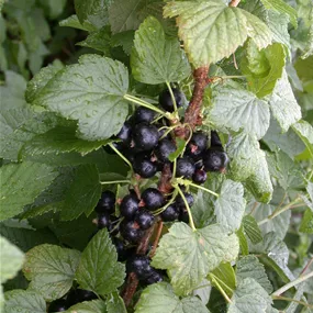 Ribes nigrum Titania