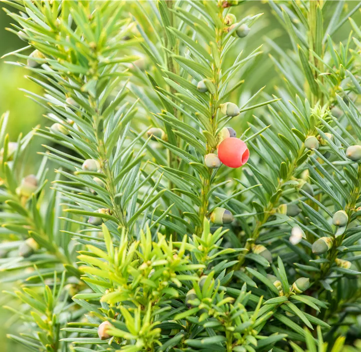 Fruchtende Bechereibe 'Hicksii'