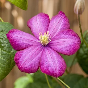 Clematis Ville de Lyon