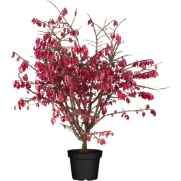 Euonymus alatus