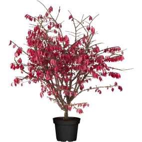 Euonymus alatus