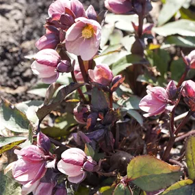 Helleborus Frost Kiss