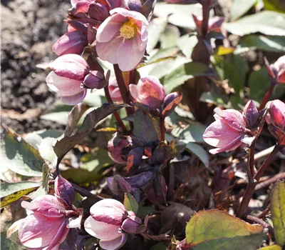 Helleborus Frost Kiss