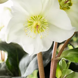 Helleborus HGC Art Hybriden XXL