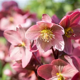 Helleborus HGC Hybrid