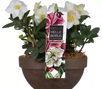 Helleborus niger Schale