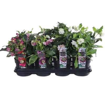 Helleborus orientalis Mix