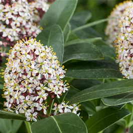 Skimmia japonica White Bella