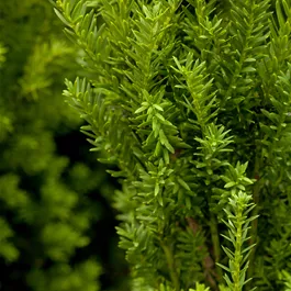 Taxus media Hillii