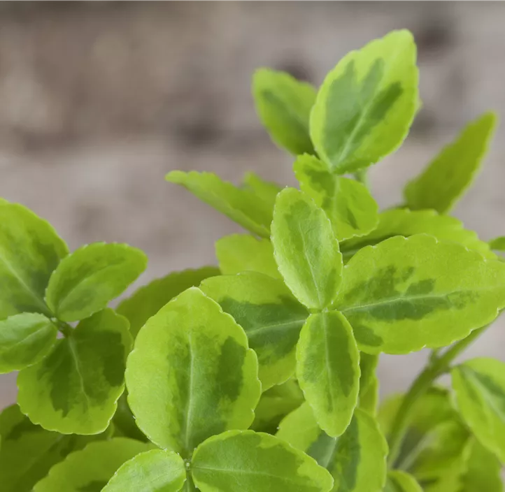 Euonymus