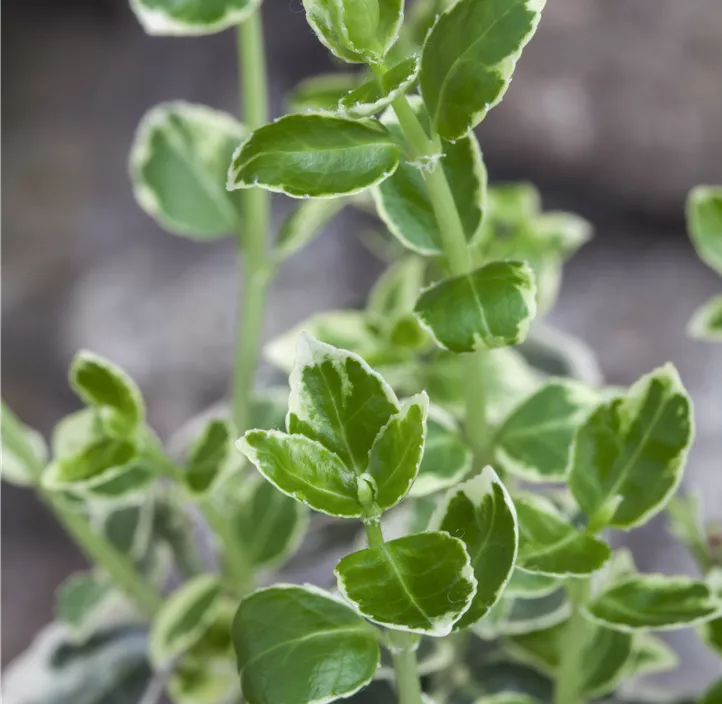 Euonymus