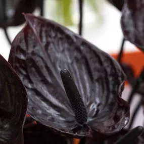 Anthurium andreanum Black