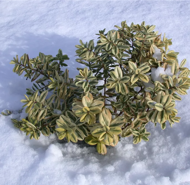 Euonymus