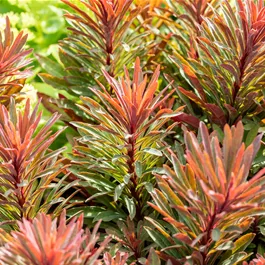 Euphorbia characias Minors Merlot