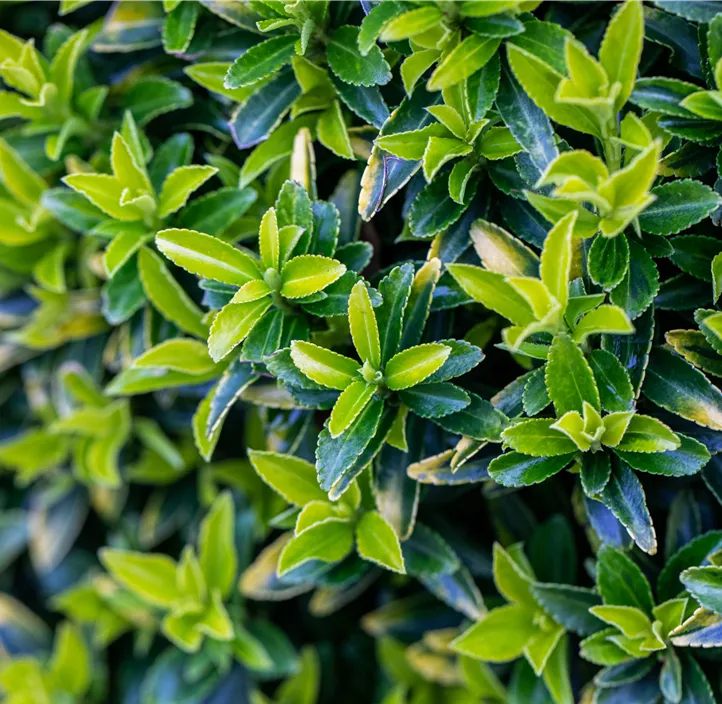 Euonymus