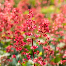 Heuchera Hybride Paris