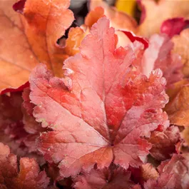 Heuchera Indian Summer