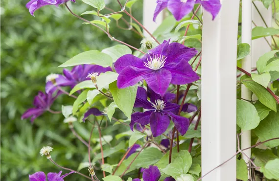 Lila Clematis als Kletterpflanze auf der Terrasse