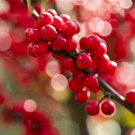 Ilex verticillata Jingle Bells