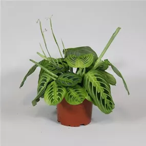 Maranta Lemon Lime