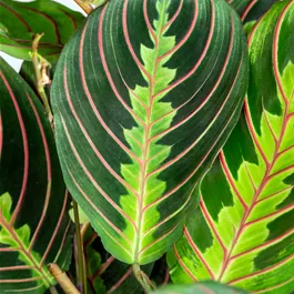 Maranta leuconeura 'Red Stripe' Mini