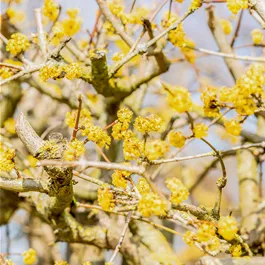 Cornus Mas Jolico