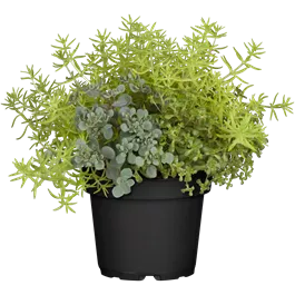 Sedum Mix Pottburri