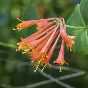 Lonicera Dropmore Scarlet