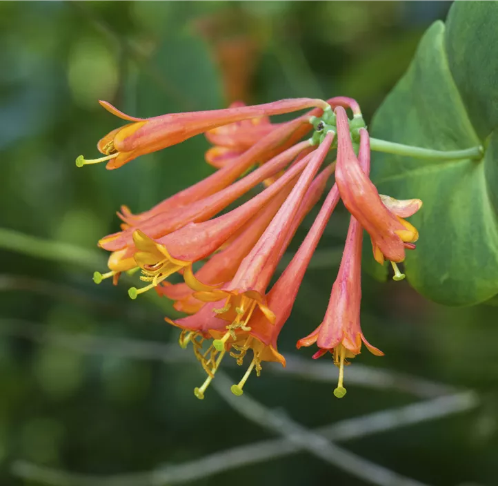 Rote Geißschlinge 'Dropmore Scarlet'