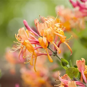 Lonicera henryi