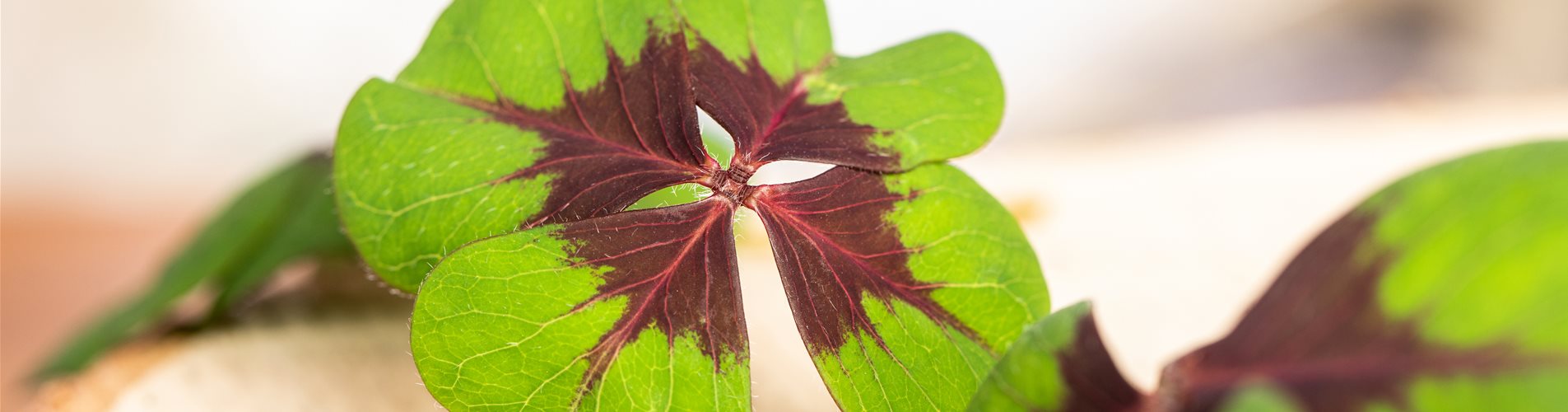 Glücksklee Glücksklee