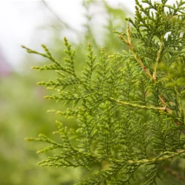 Thuja occidentalis Brabant Bonsai S-Form