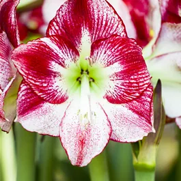 Hippeastrum Hybride