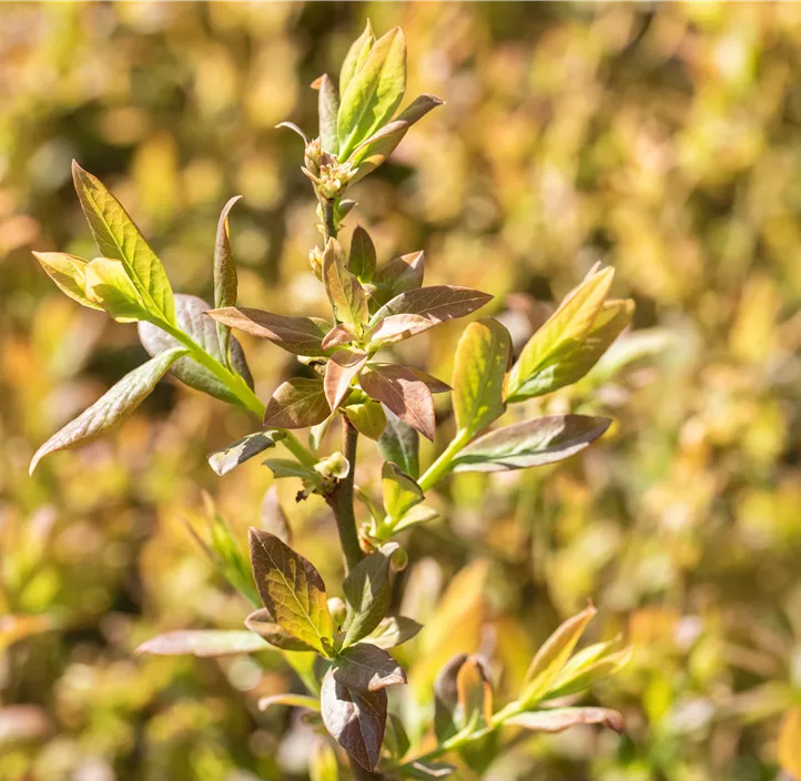 Heidelbeere 'Elisabeth'