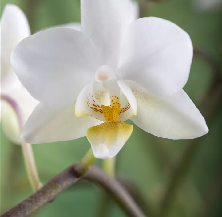 Kleinblumige Schmetterlingsorchidee