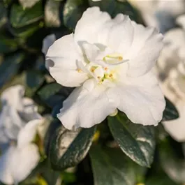 Rhododendron simsii