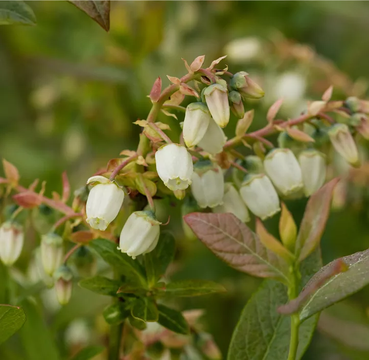 Heidelbeere 'Elisabeth'